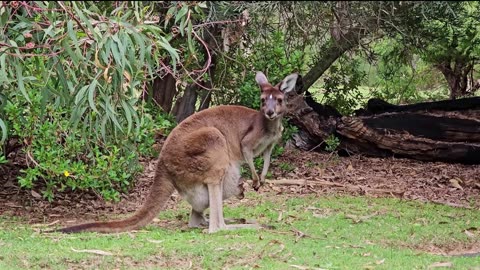 Birds play in the branches of two trees,bears bathe in water and eat kangaroos