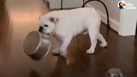 Bulldog Obsessed With Bowls Gets A Special Delivery | The Dodo