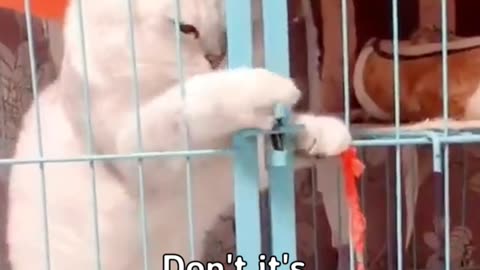 Funny cats compilation #cats #viral#funnycats