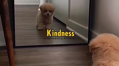 Dog gets confused after seeing himself in a mirror