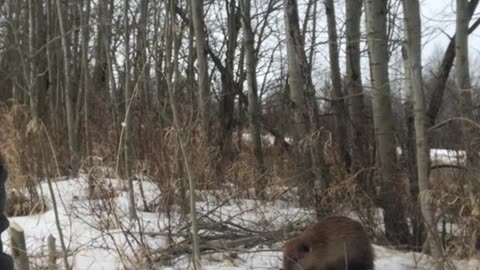 True Canadian Cowboy: The Little Canadian Beaver👀😎