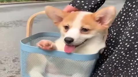 Funny animals video dog