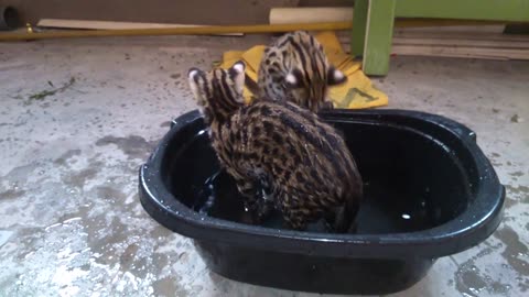 Asian leopard cat playing