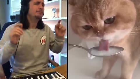 Top 10 Cat Songs by The Kiffness