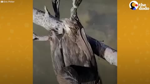 Guy Has Sweet Conversation With Bird He’s Rescuing The Dodo