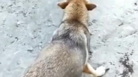 Dog Versus Chicken Funny Battle You Can't Stop Laughing