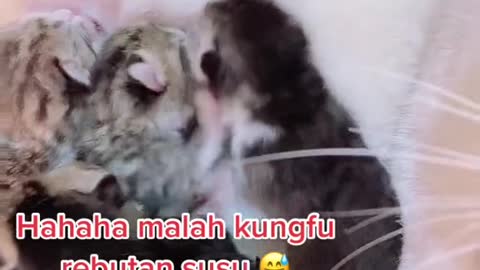 Cat kucing rebutan susu