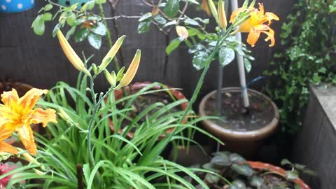 Beautiful SUMMER Lily - Daylilies, How To Plant, GROW & CARE?