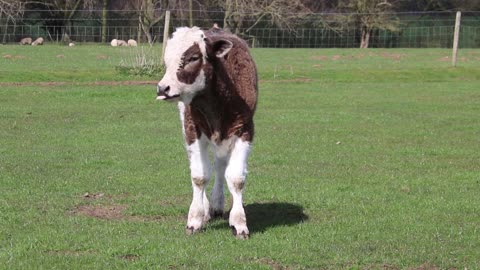 A calf