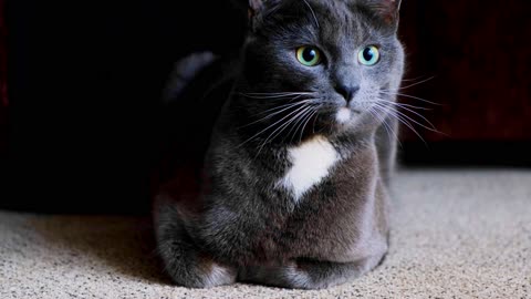 Close-up Of A Pet Cat Resting On A Carpeted Floor