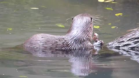 fauna brasileira LONTRA SILVESTRE animal selvagem bicho brasileiro pantanal brazilian brazil