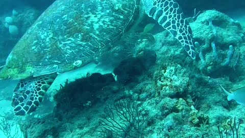 Diving with SEA TURTLES short