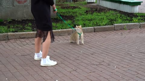 Hosico and tress