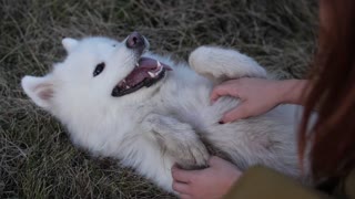 Some one playing with an amazing dog