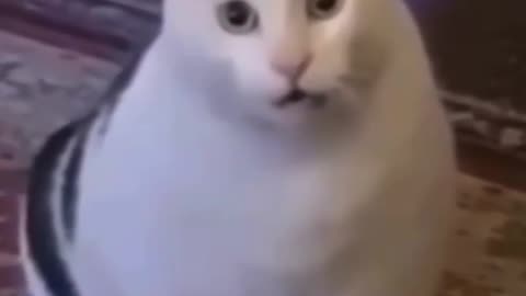 Funny 🤣 cat memes videos 😺🤣🤣🤣