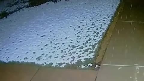 Bear cub takes a break to catch snow flakes