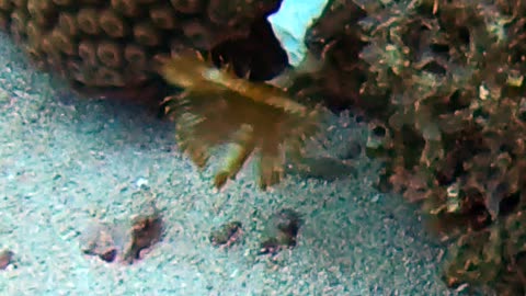 Feather Duster Tube worm caught on camera at Roatan!