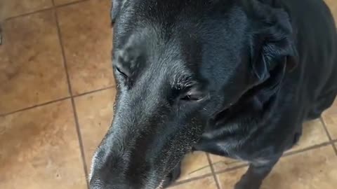 ‘Dramatic’ dog reacts to tasting a turnip