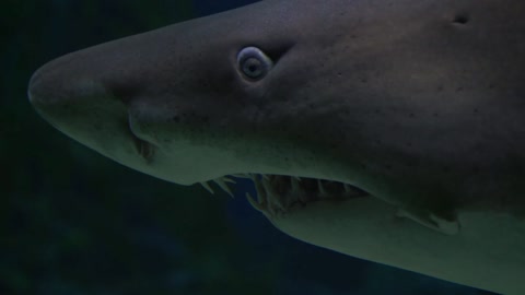 Fierce shark in the deep ocean