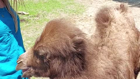 Confused Baby Camel Looks for Milk