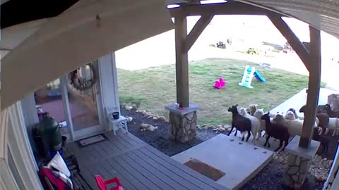 Border Collie herds sheep onto the porch!!_Cut