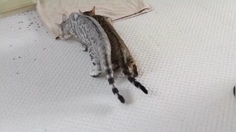 Bengal Kitten Siblings Reuniting