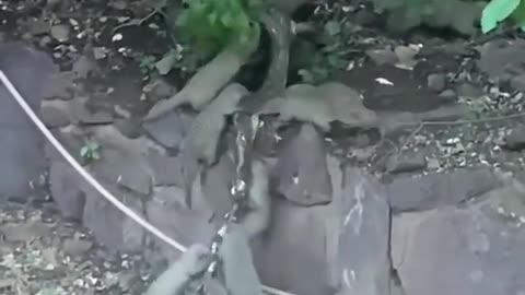 group of mice eat snake