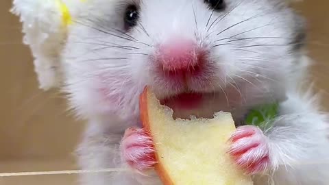 Immersive eating of apples #hamster # Rat Rat