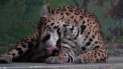 Wild Jaguar resting 4k video