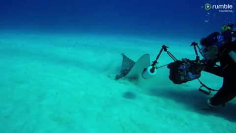 Huge spotted eagle stingray allows photographer to capture stunning close ups