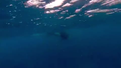 Scuba divers swim among pod of orcas in Galapagos