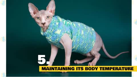 How to groom a Sphynx Cat