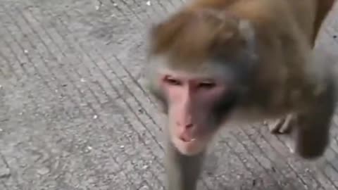 Monkey Vs man Prank Video