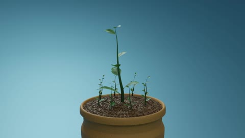 Sapling Growth Animation (Blender Geometry Nodes in Description)