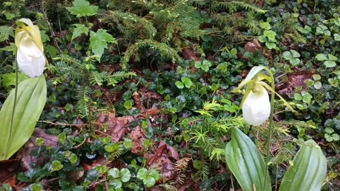 Lady Slippers