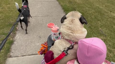 Strolling Pug Finishes Walk On Lap