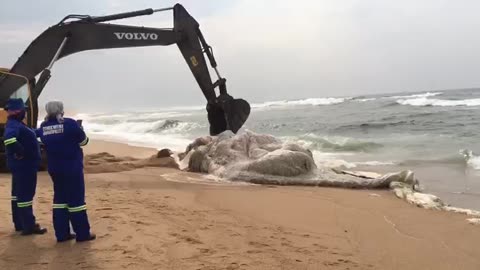 The removal of a dead humpback whale at Virginia Beach