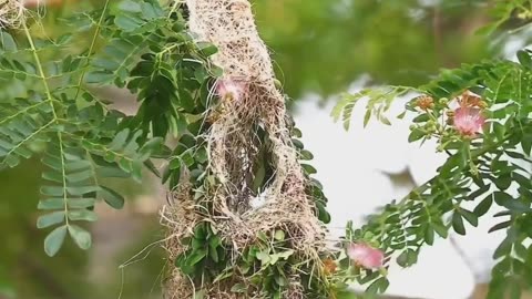 Bird beautiful Nest