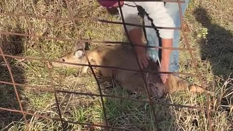 Deer Stuck on Fence Rescued by Workers