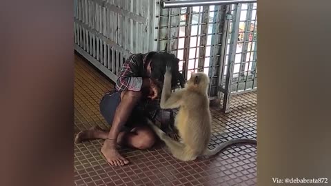 Animals showing love to human - emotional video