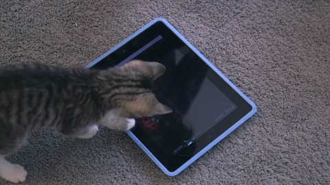 This Is What It Looks Like When Cats Play On An iPad (And Why They Should)