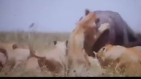 A gourp of Lions attacked on Baffalo wild life