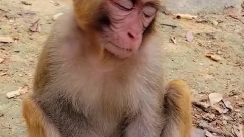 Funny monkey noice