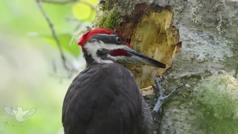 The Elusive Pileated Woodpecker | Birds World