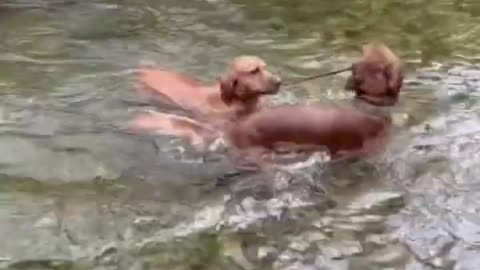 Dog saving a drowning dog! 😅😅