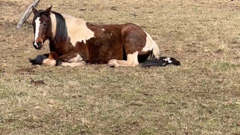 Cat Playing With The Horse's Tail