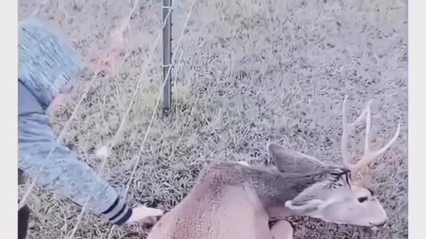 This trapped fawn forgot this man's kidness!