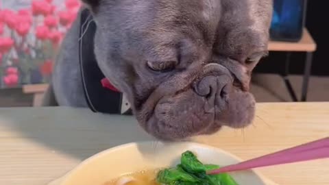 MUKBANG VIRAL DOG EATS..