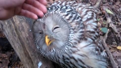 Young Great Horned Owl