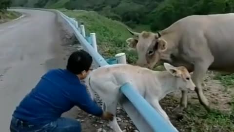 Mother Cow Ask Man To Rescue Her Baby😱😵, animals rescue video, cute little calf videos